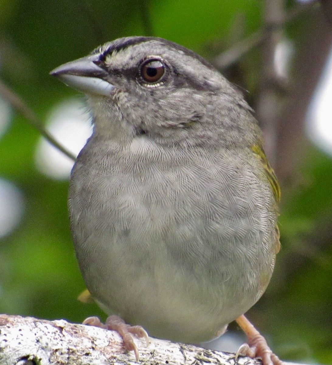 Green-backed Sparrow - ML76134871