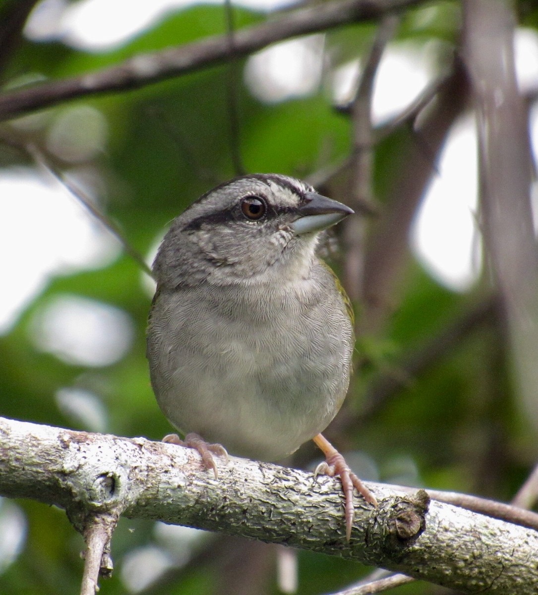 Green-backed Sparrow - Isaias Morataya