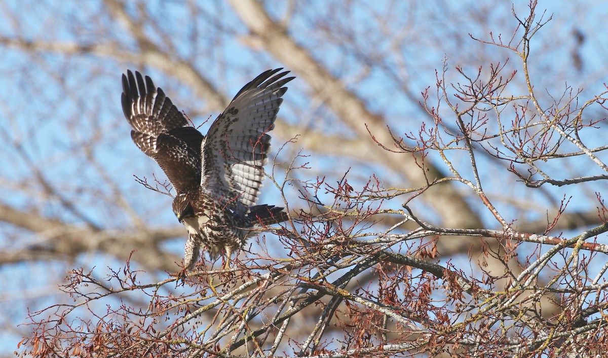 Red-tailed Hawk - ML76135701