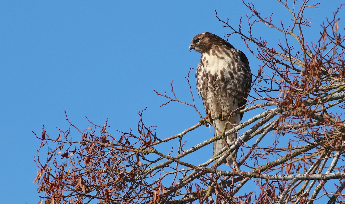 Red-tailed Hawk - ML76135711