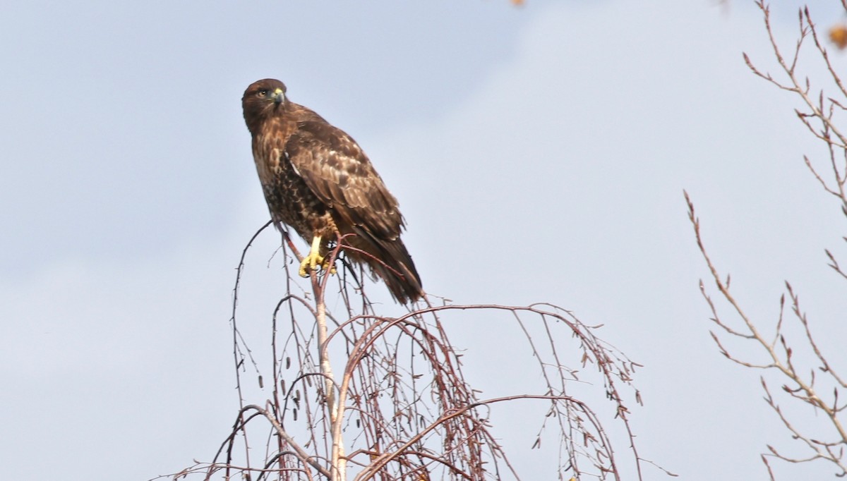 Red-tailed Hawk - ML76137011