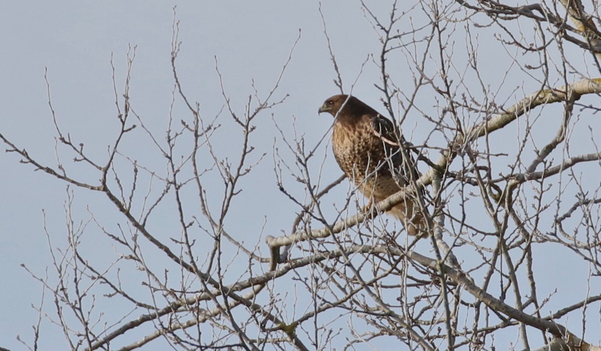 Red-tailed Hawk - ML76137101