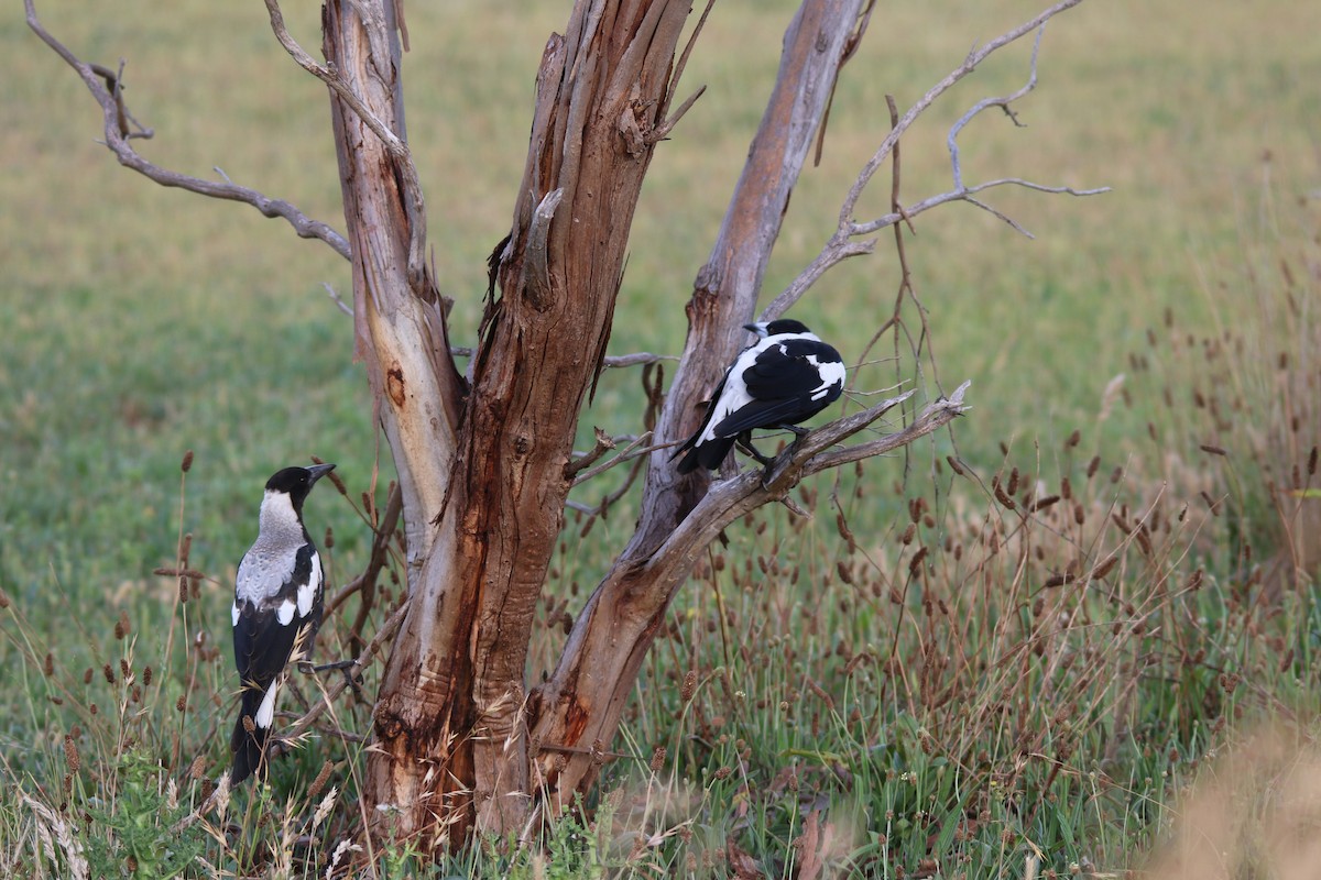 Australian Magpie (White-backed) - Jeff Dagg