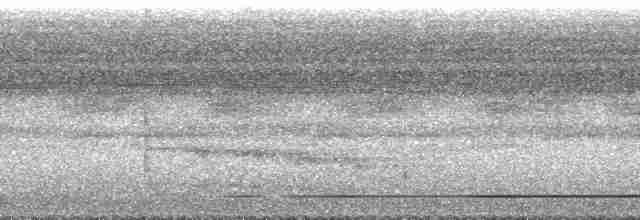 White-throated Tinamou - ML76138