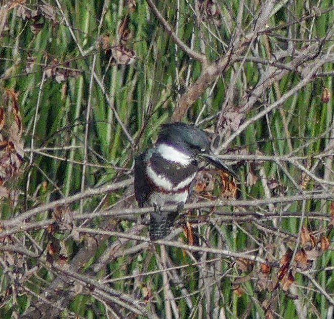 Belted Kingfisher - ML76140081