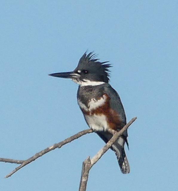 Belted Kingfisher - ML76140141
