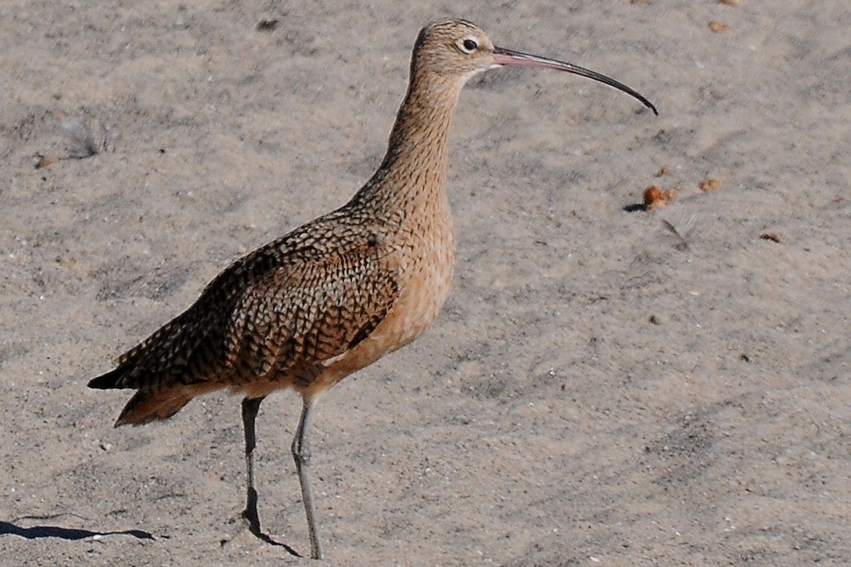 Long-billed Curlew - ML76142851