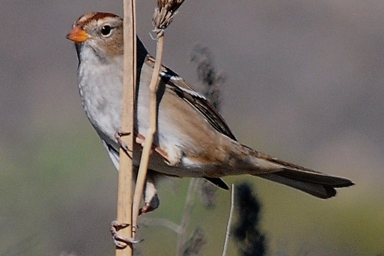 White-crowned Sparrow - ML76144101
