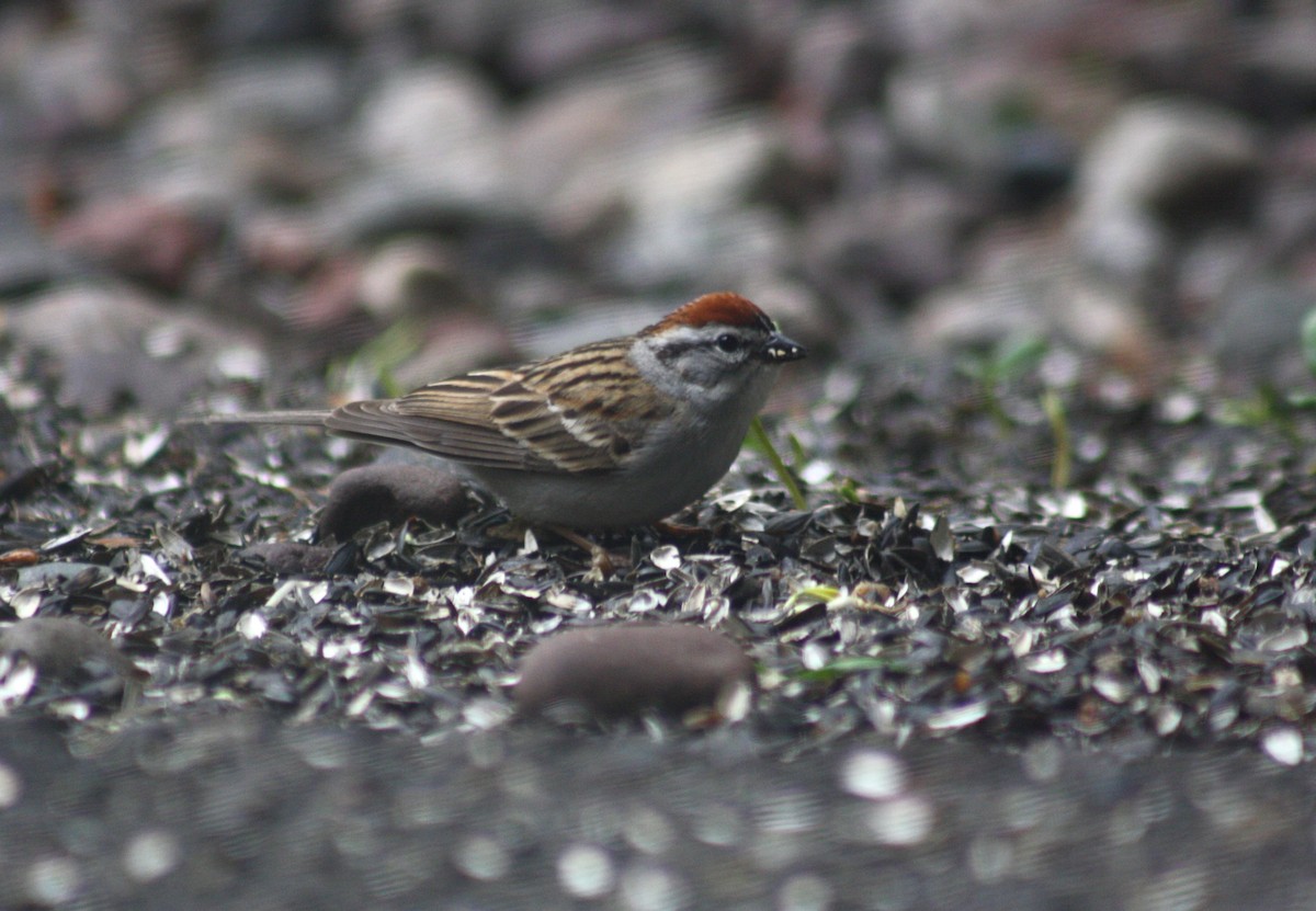 Chipping Sparrow - ML76144691