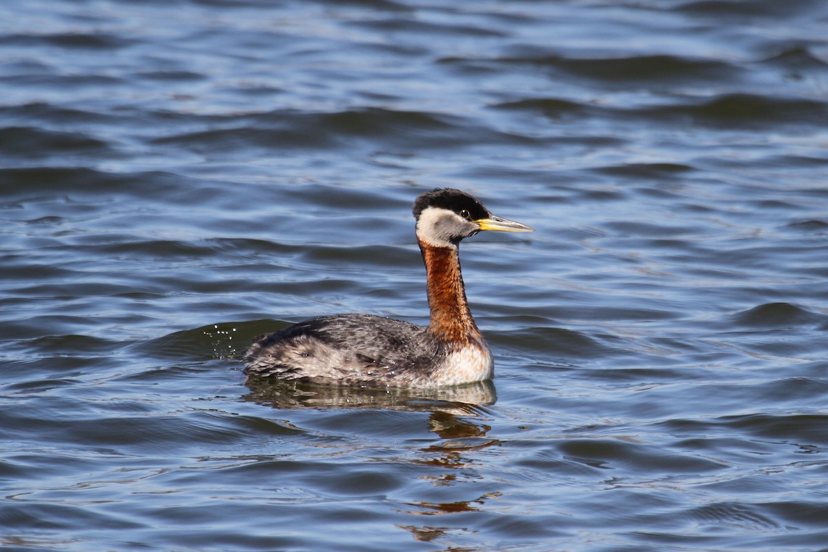 Red-necked Grebe - Dan Haas