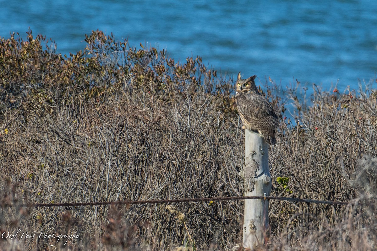 Great Horned Owl - ML76150411