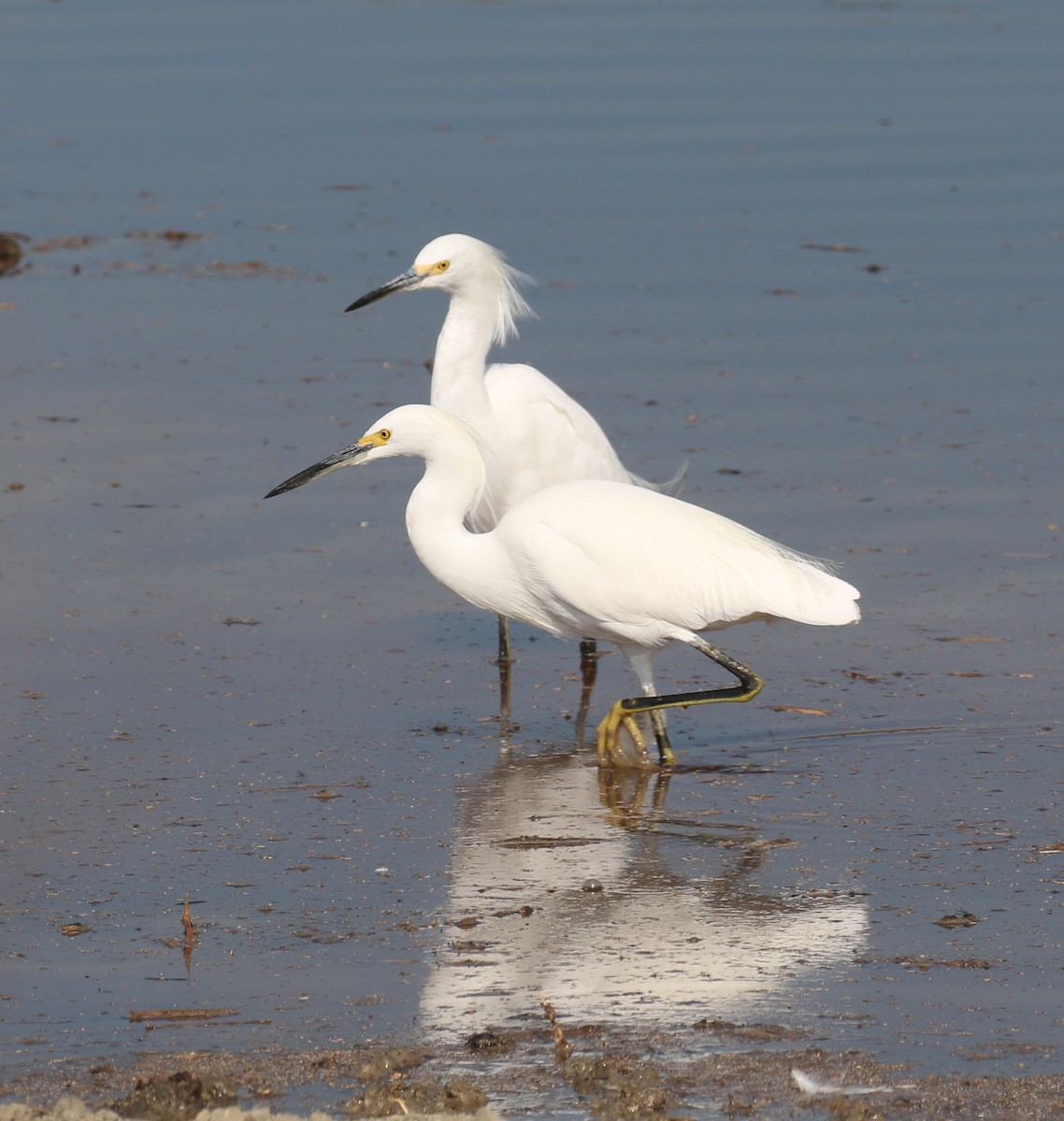 Snowy Egret - Pair of Wing-Nuts