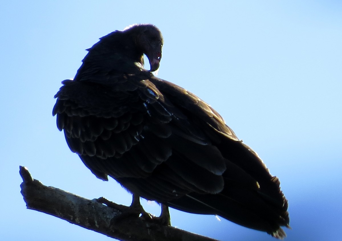 Turkey Vulture - ML76158741