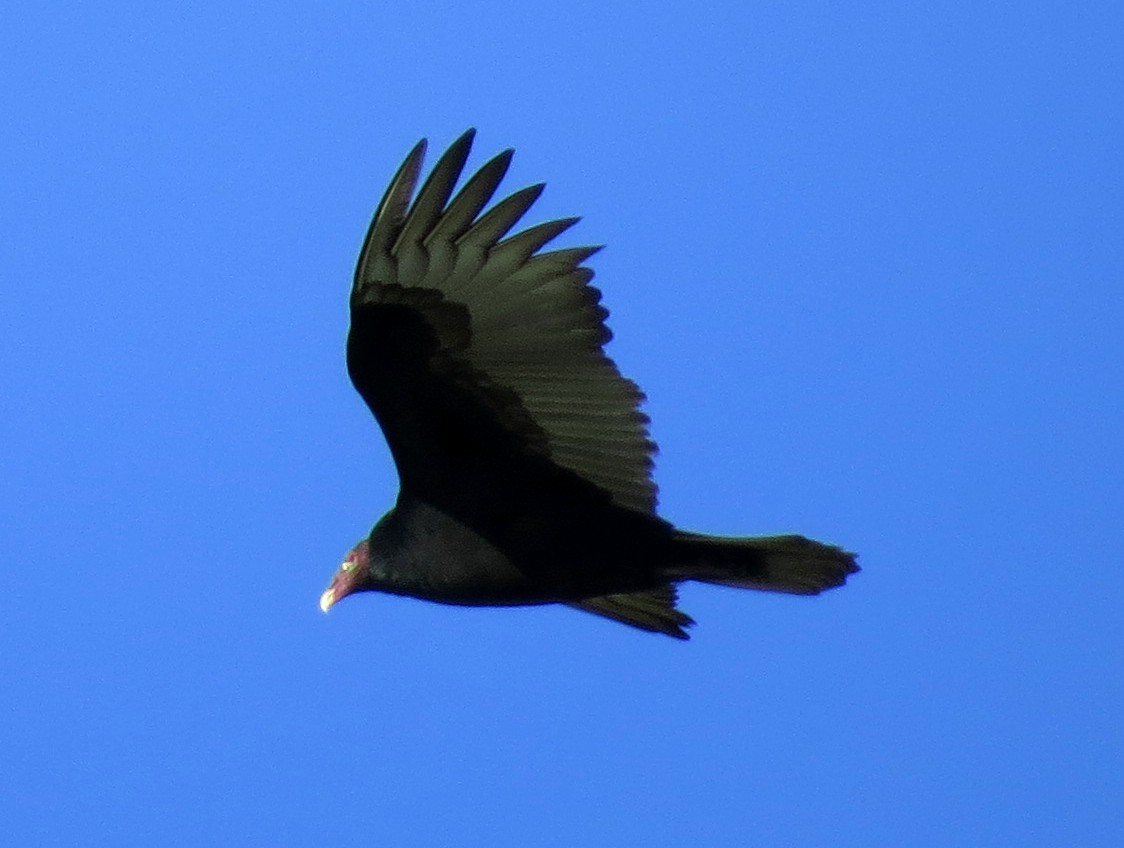 Turkey Vulture - ML76158911
