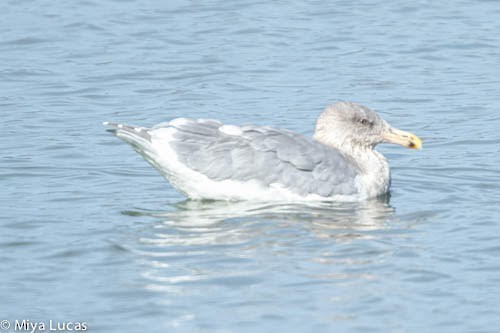 Glaucous-winged Gull - Miya Lucas