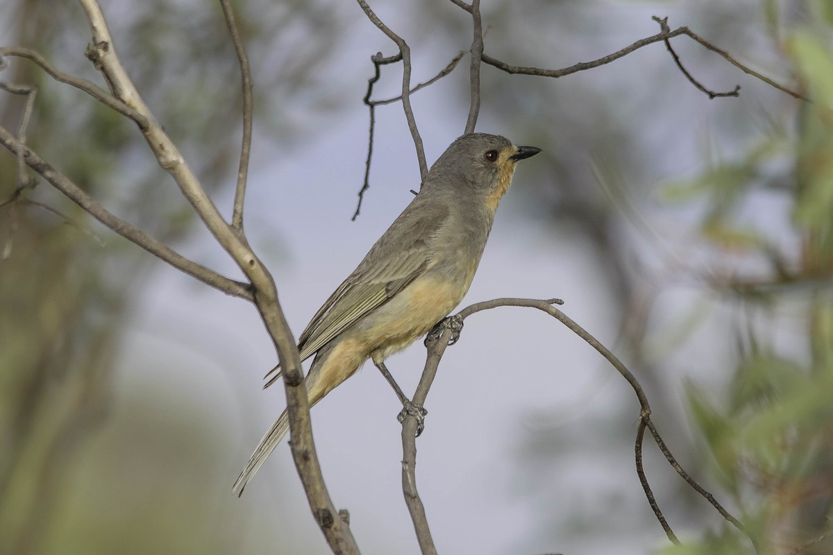 Red-lored Whistler - ML76162531
