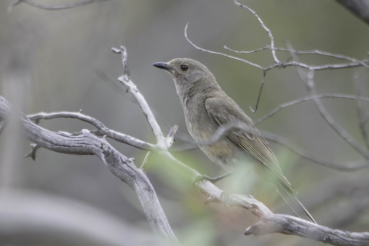 Red-lored Whistler - ML76162541