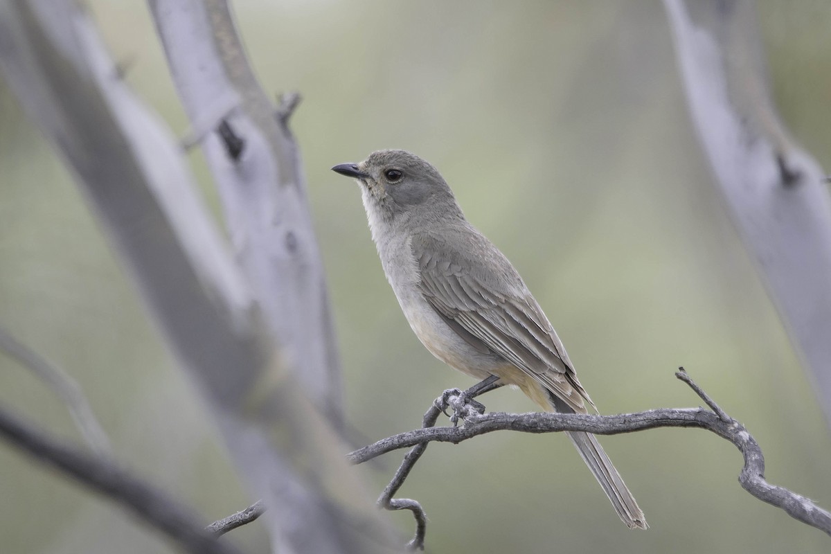 Red-lored Whistler - Adam Fry