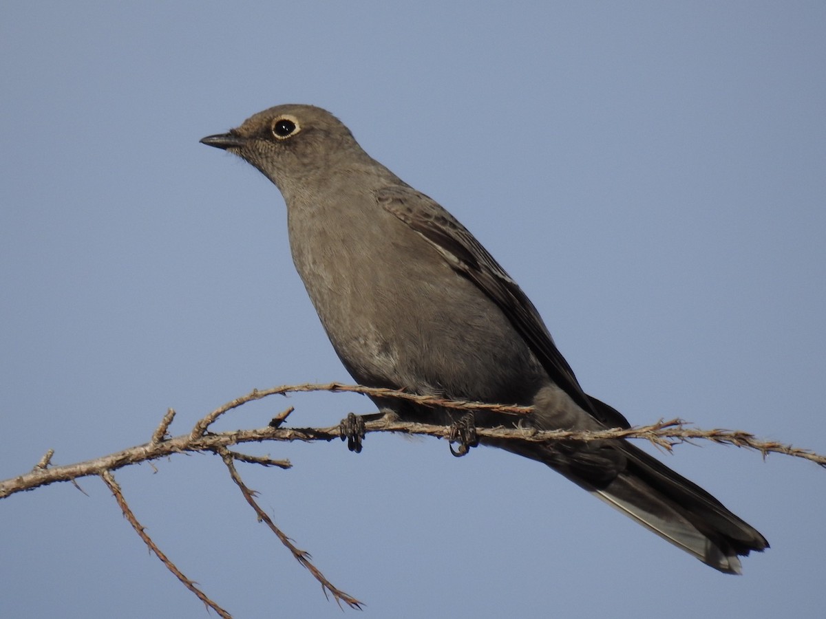 Townsend's Solitaire - Daron Patterson