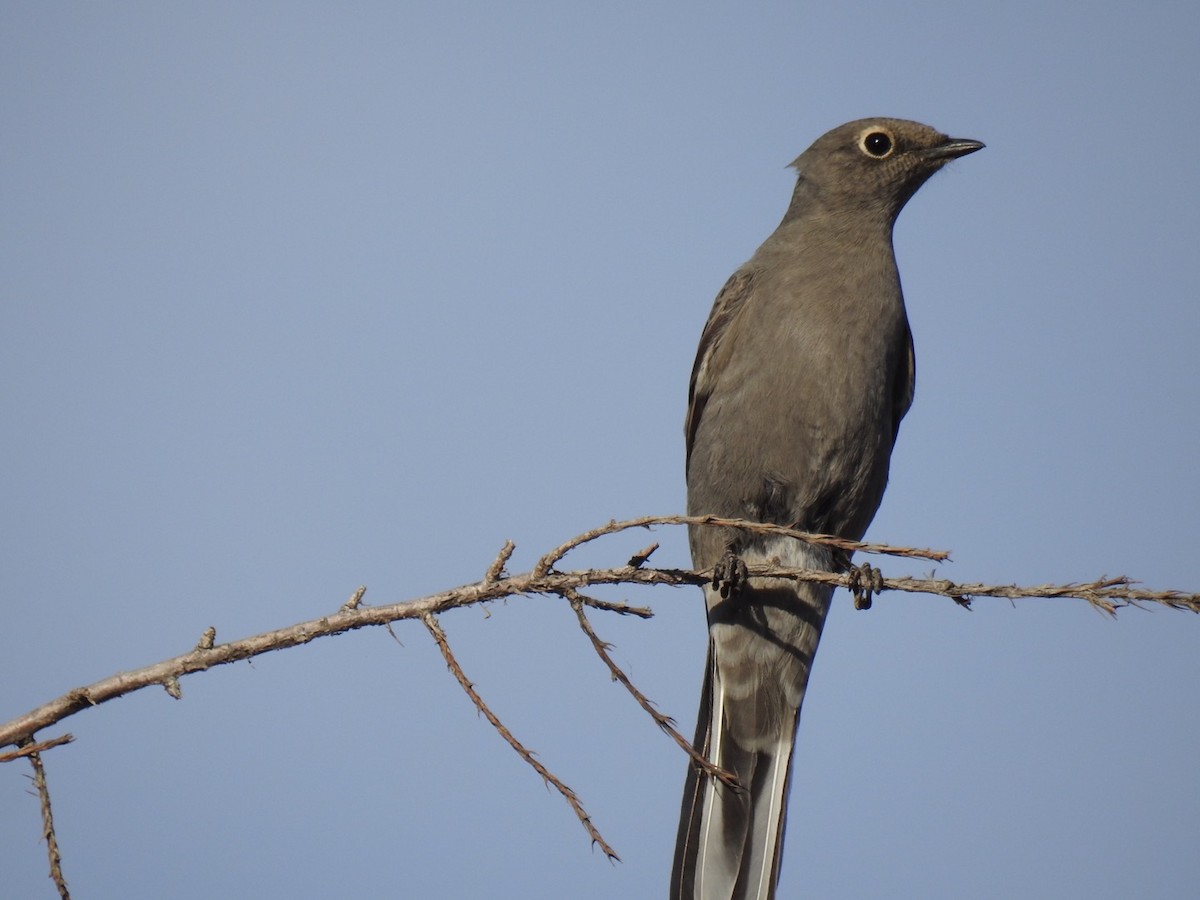 Townsend's Solitaire - Daron Patterson