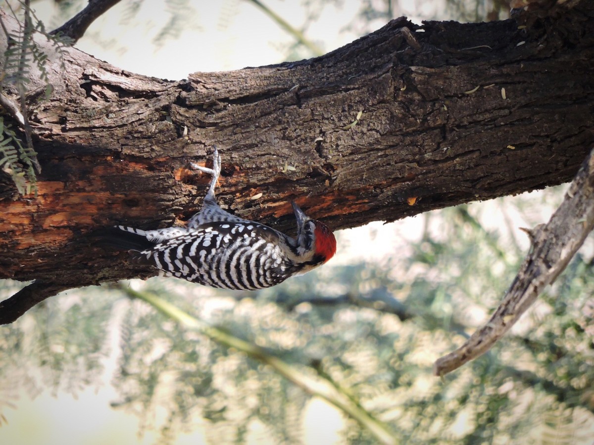 Ladder-backed Woodpecker - Usha Tatini