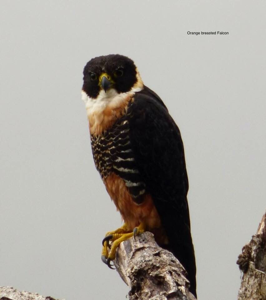 Orange-breasted Falcon - ML76167451