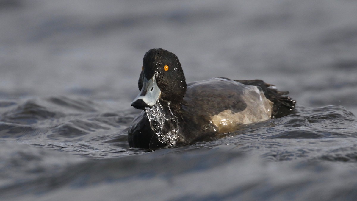 Tufted Duck - ML76168581