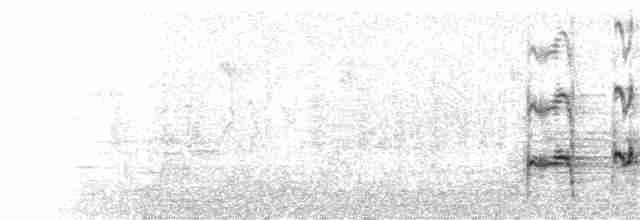 Western Grebe - ML76169101