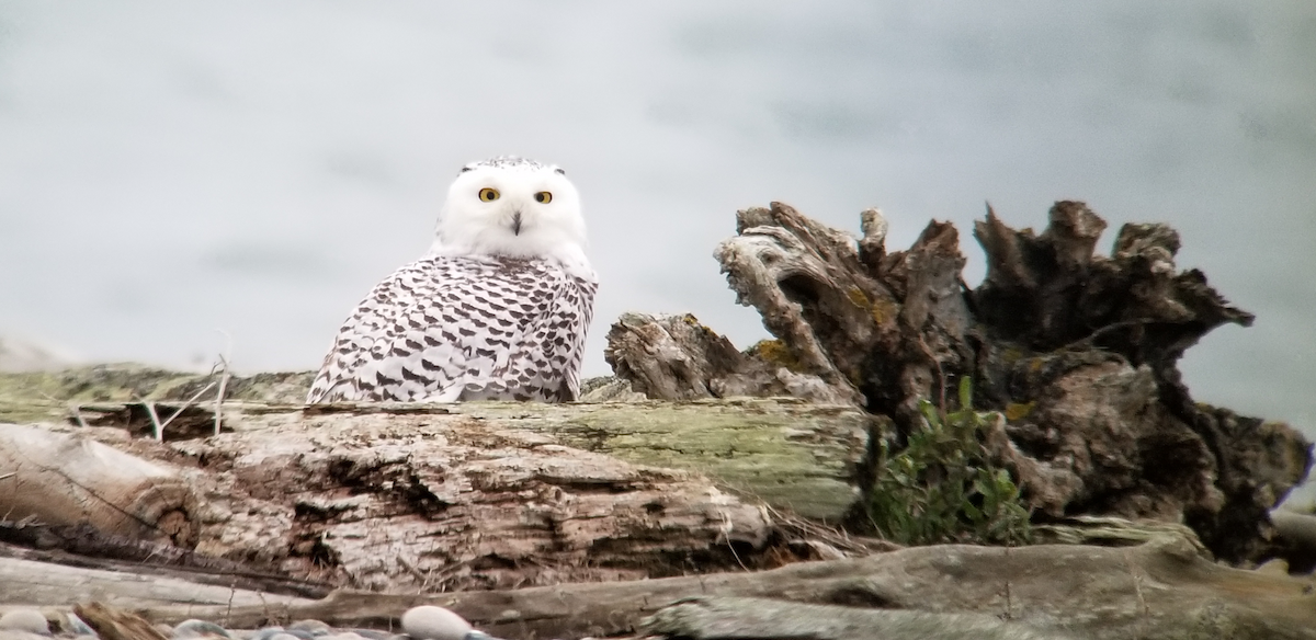 Snowy Owl - ML76170581