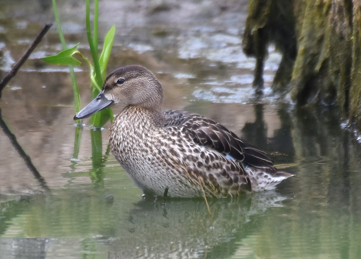Blue-winged Teal - ML76171171
