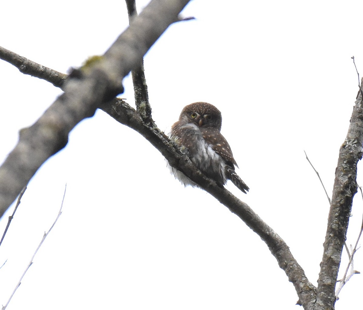 Northern Pygmy-Owl - ML76172701