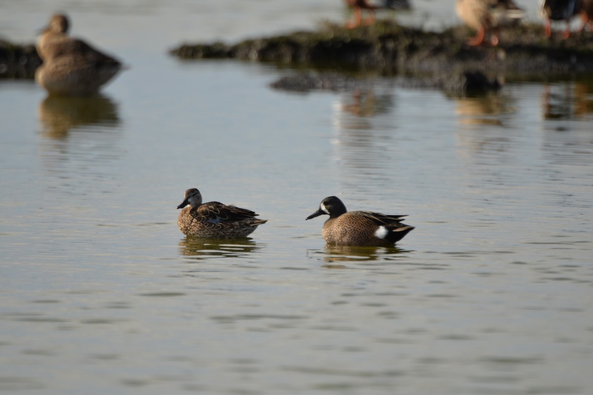Blue-winged Teal - ML76172741