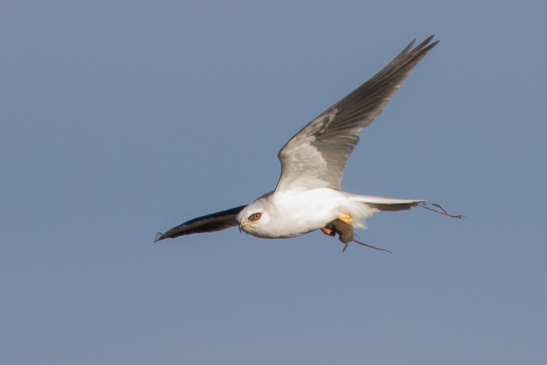 White-tailed Kite - ML76174371