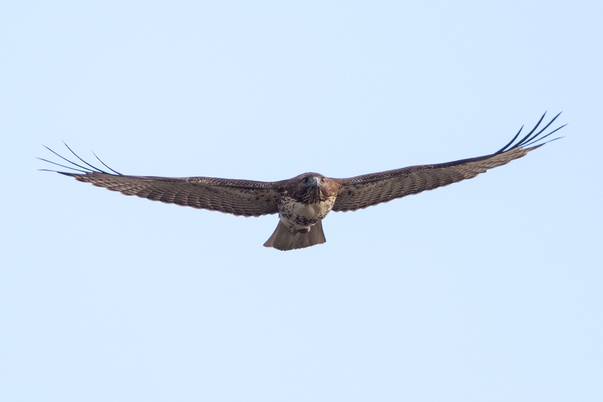 Red-tailed Hawk - ML76174521