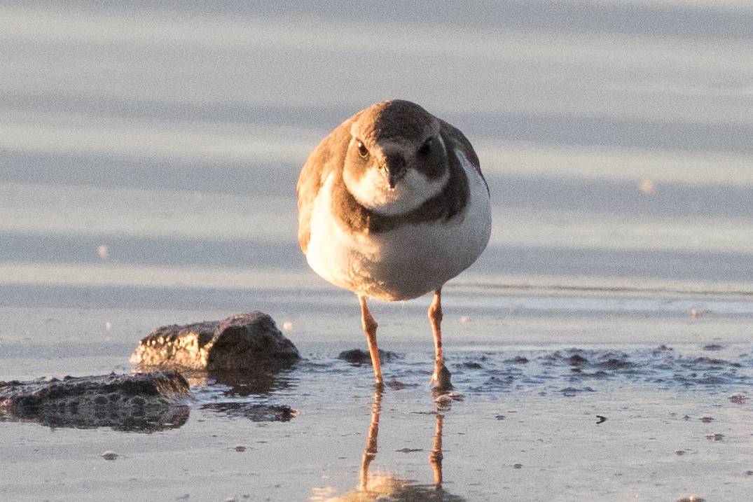 Semipalmated Plover - ML76174571