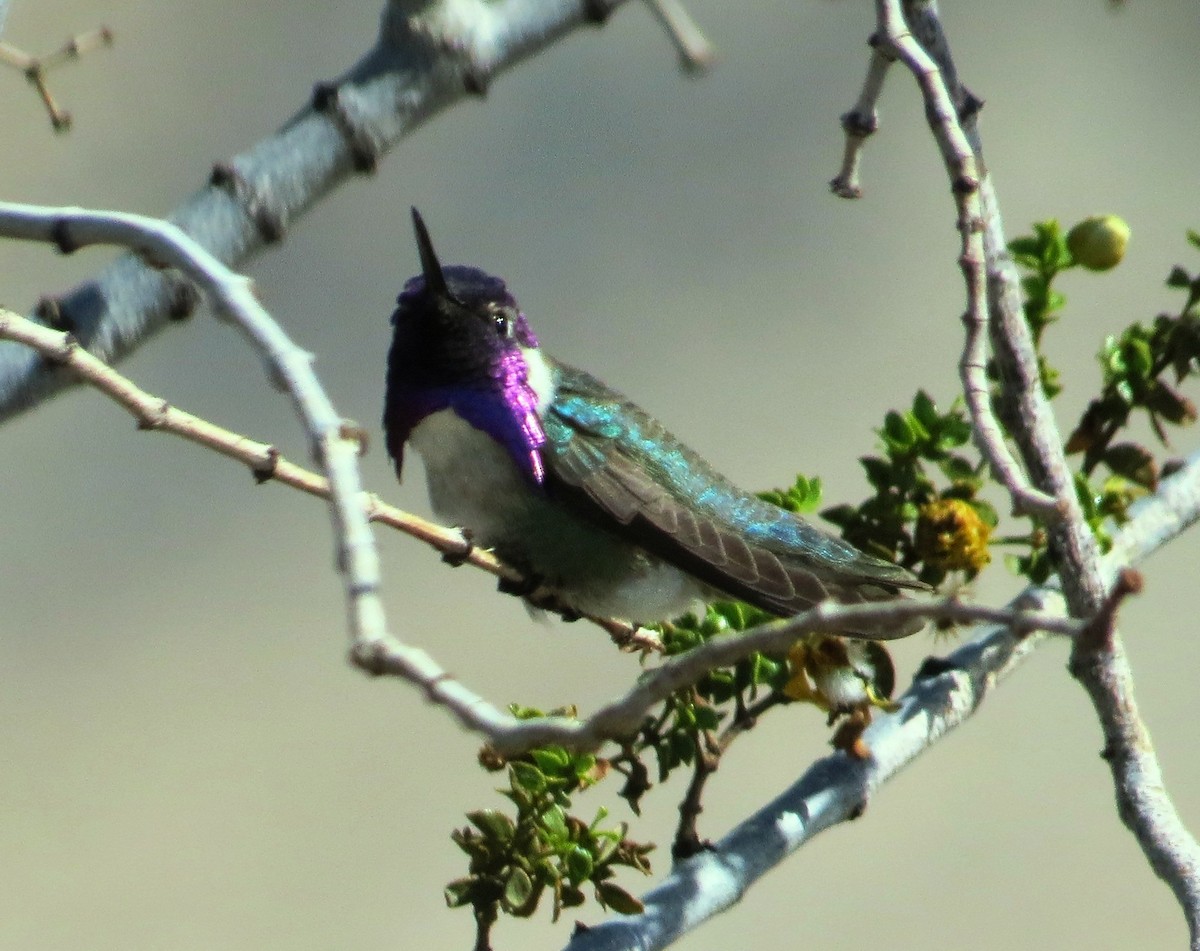 Costa's Hummingbird - ML76175371