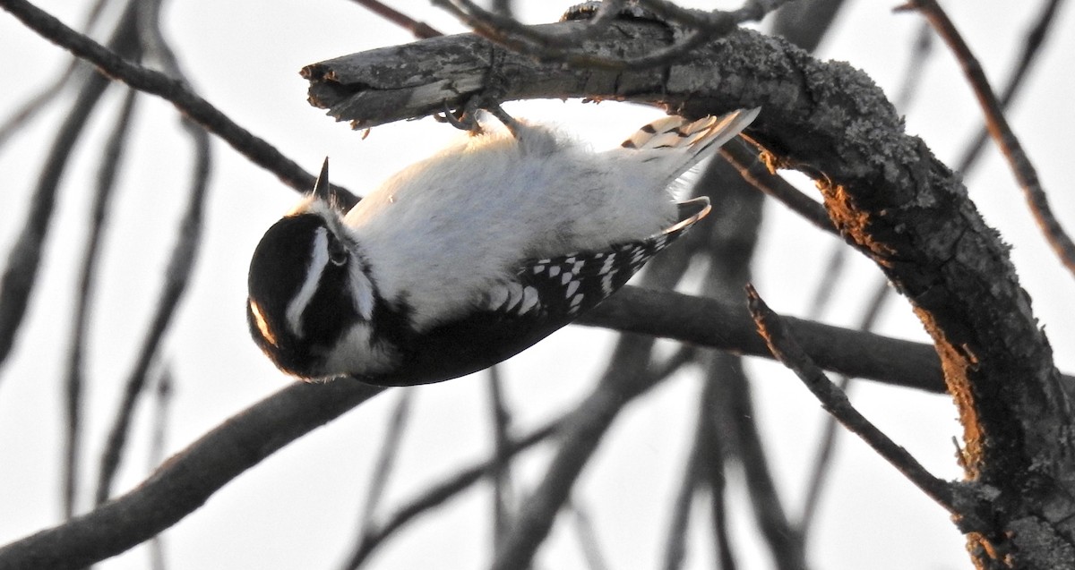Downy Woodpecker - Candy Giles