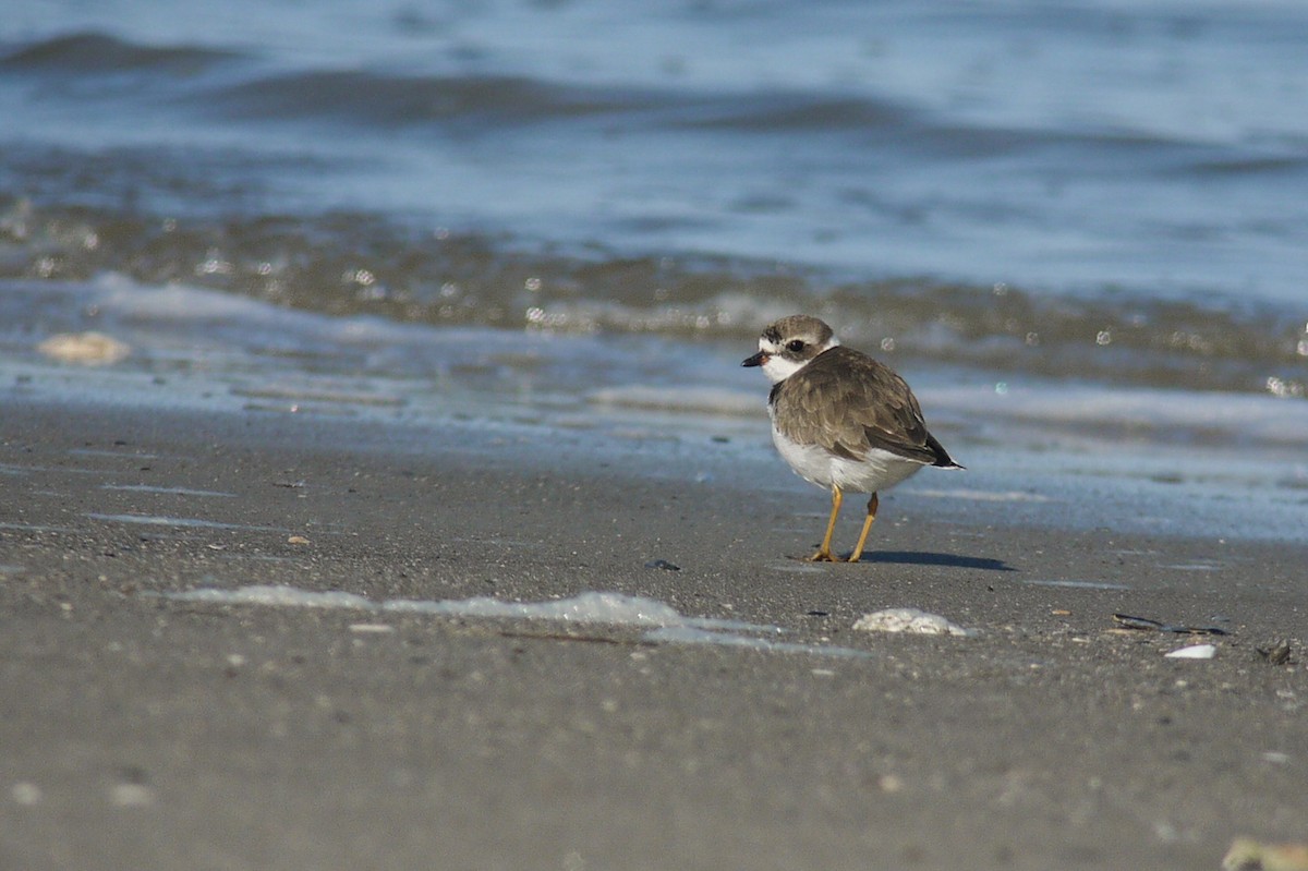 Semipalmated Plover - Dale Bonk