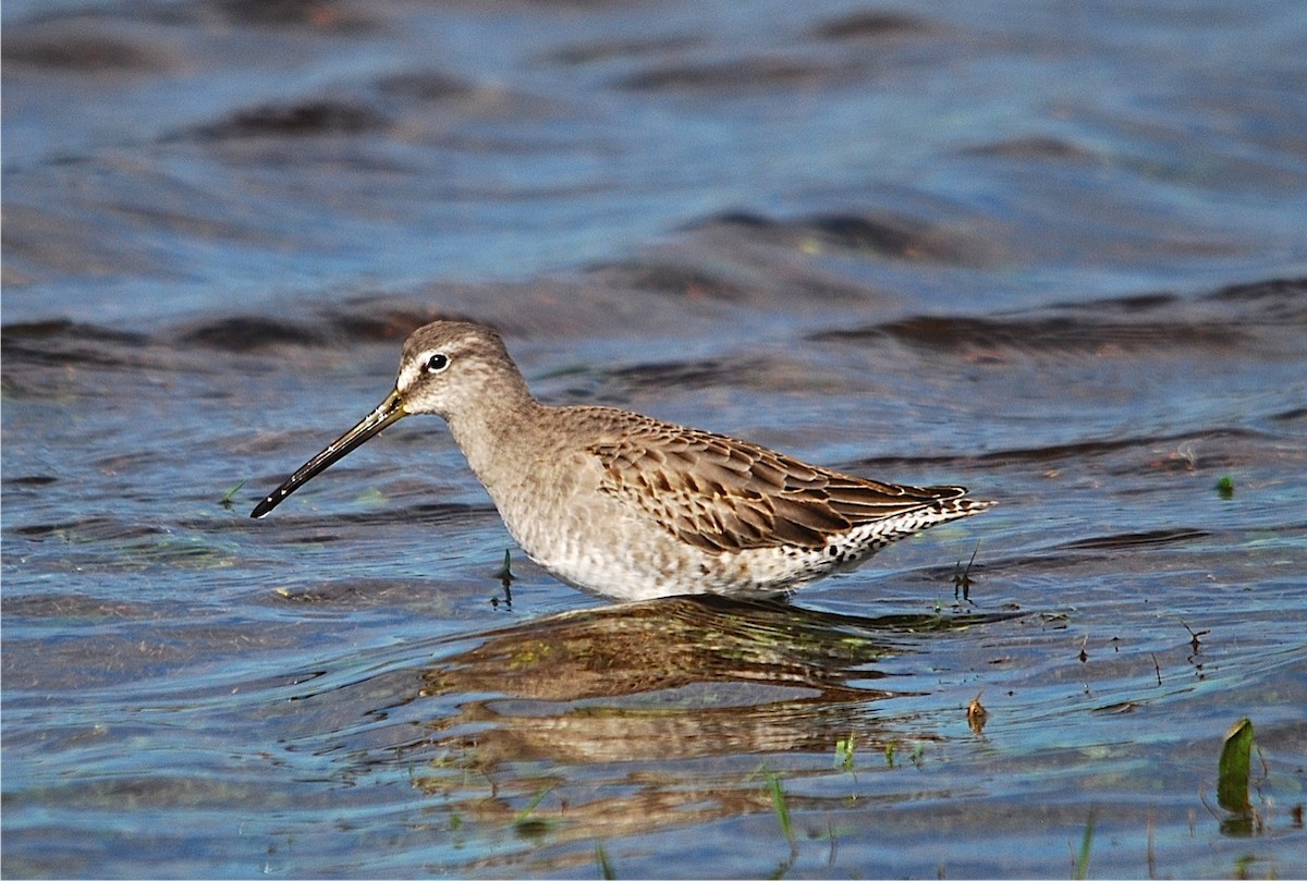 Long-billed Dowitcher - ML76178131