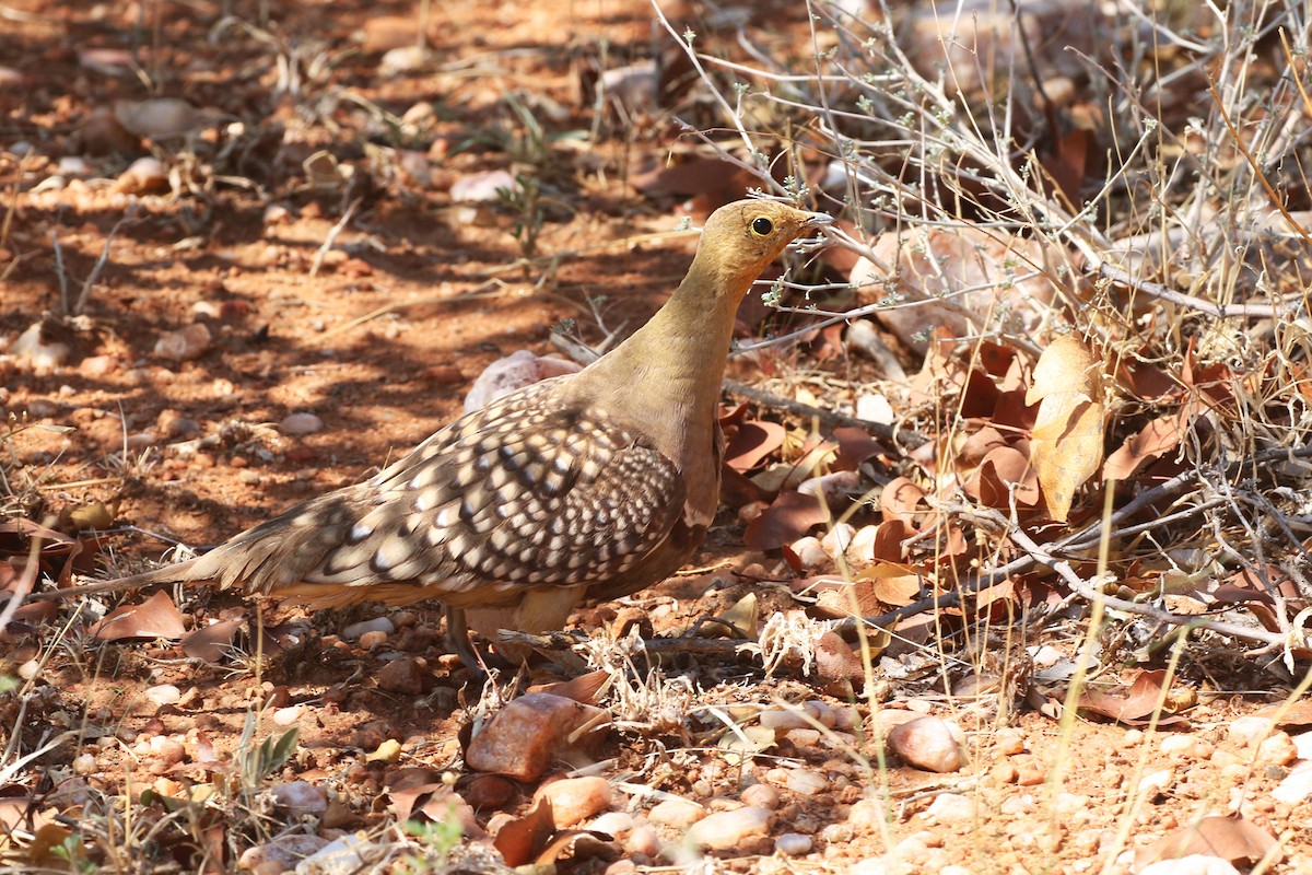 Namaqua Sandgrouse - Charley Hesse TROPICAL BIRDING