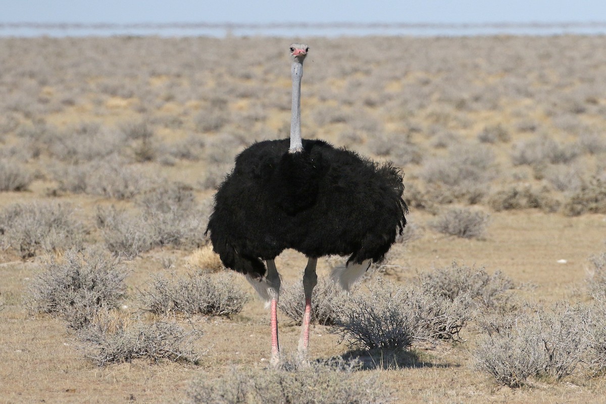 Common Ostrich - ML76179181