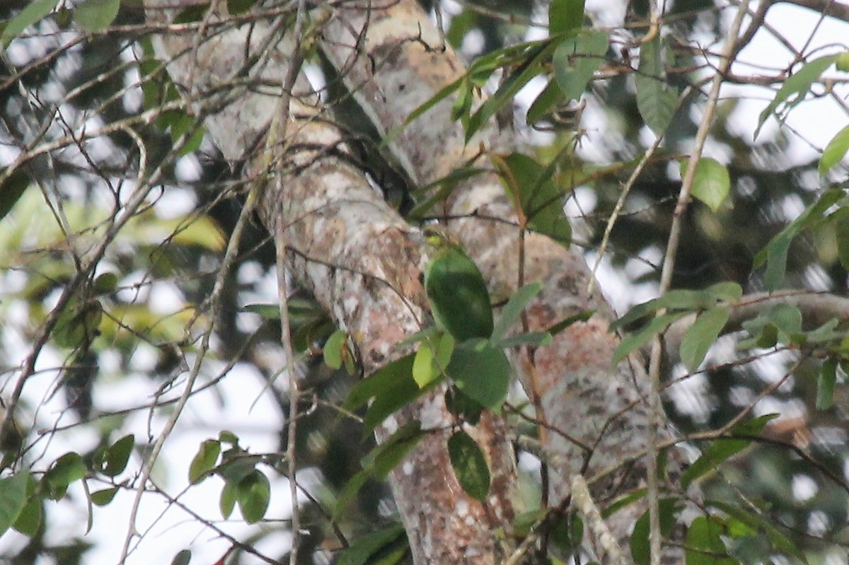 Green-eared Barbet - ML76183391