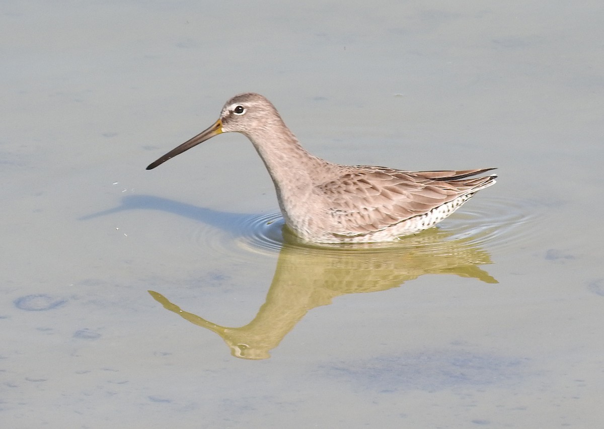 Long-billed Dowitcher - ML76188211