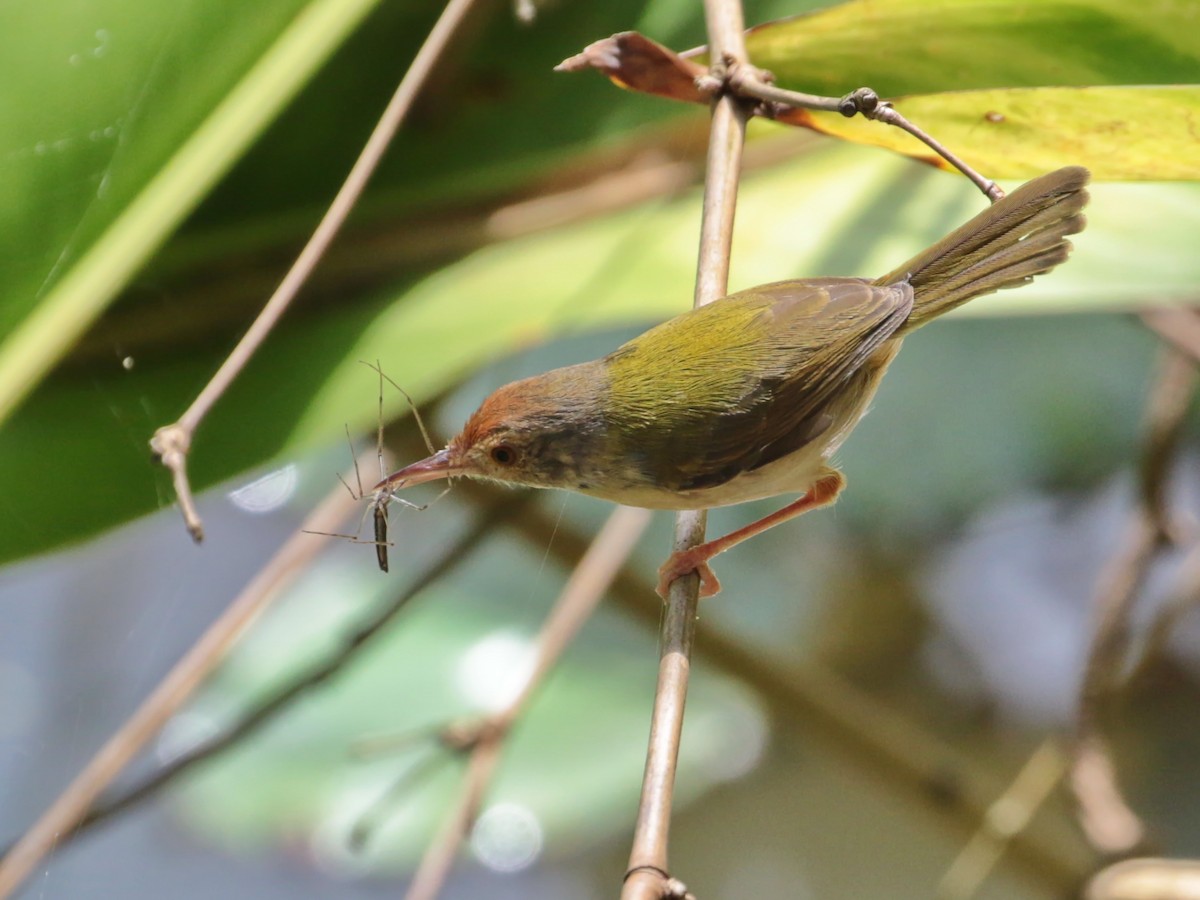 Common Tailorbird - ian dugdale
