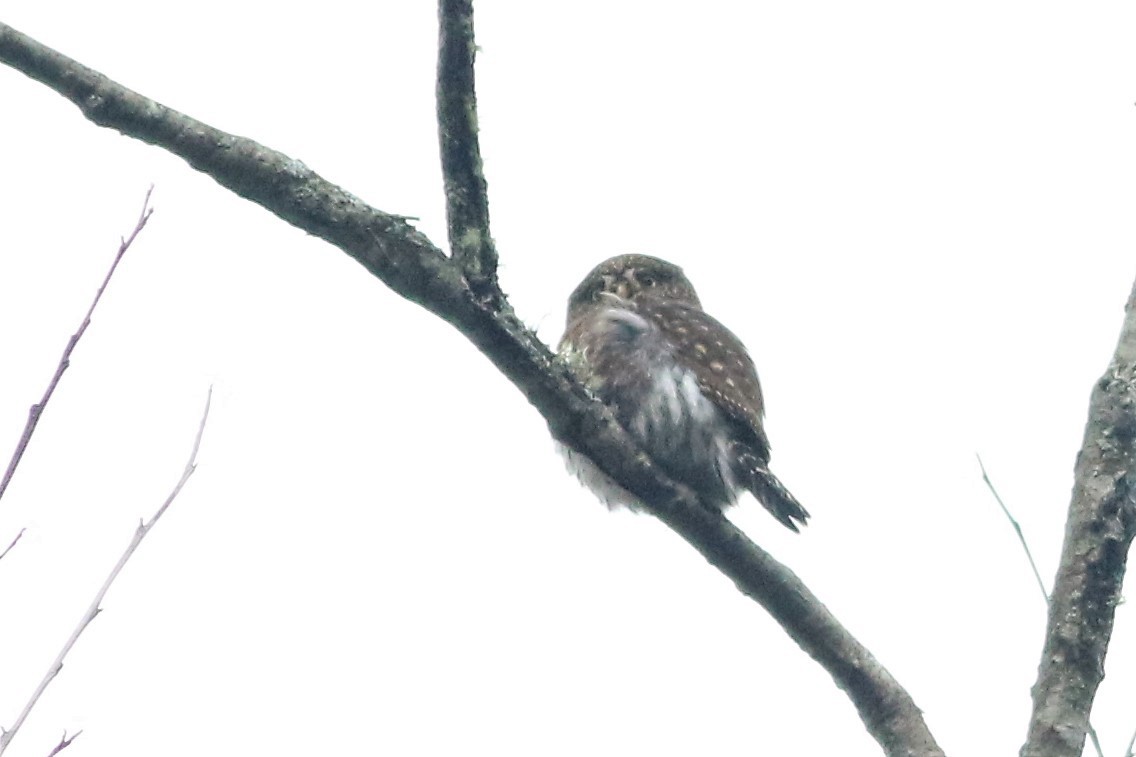 Northern Pygmy-Owl - ML76190761