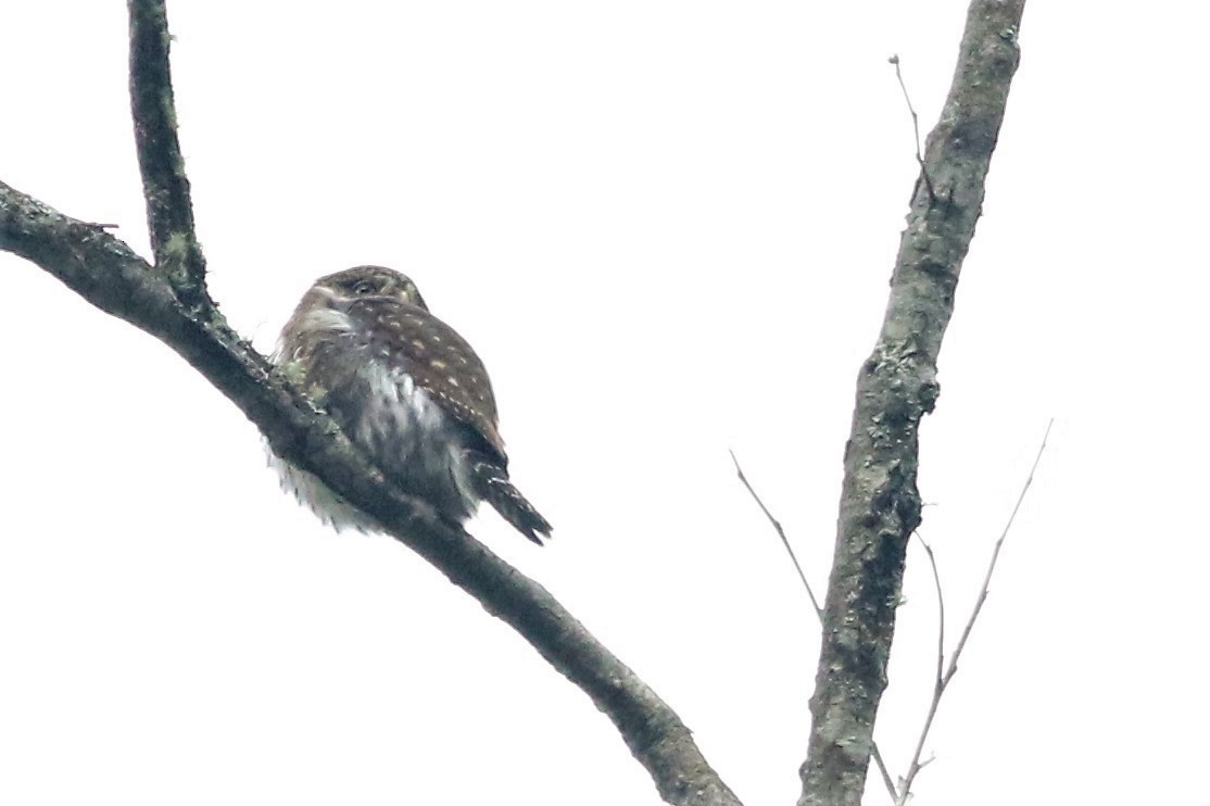Northern Pygmy-Owl - ML76190781