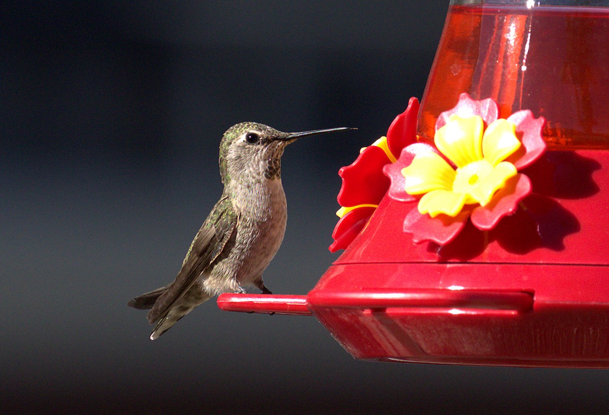 Anna's Hummingbird - ML76192011