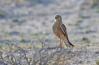  - Greater Kestrel