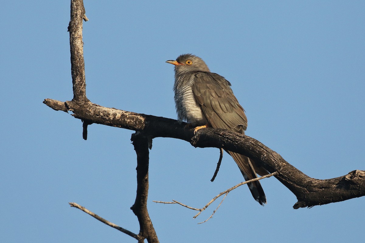 African Cuckoo - ML76194571