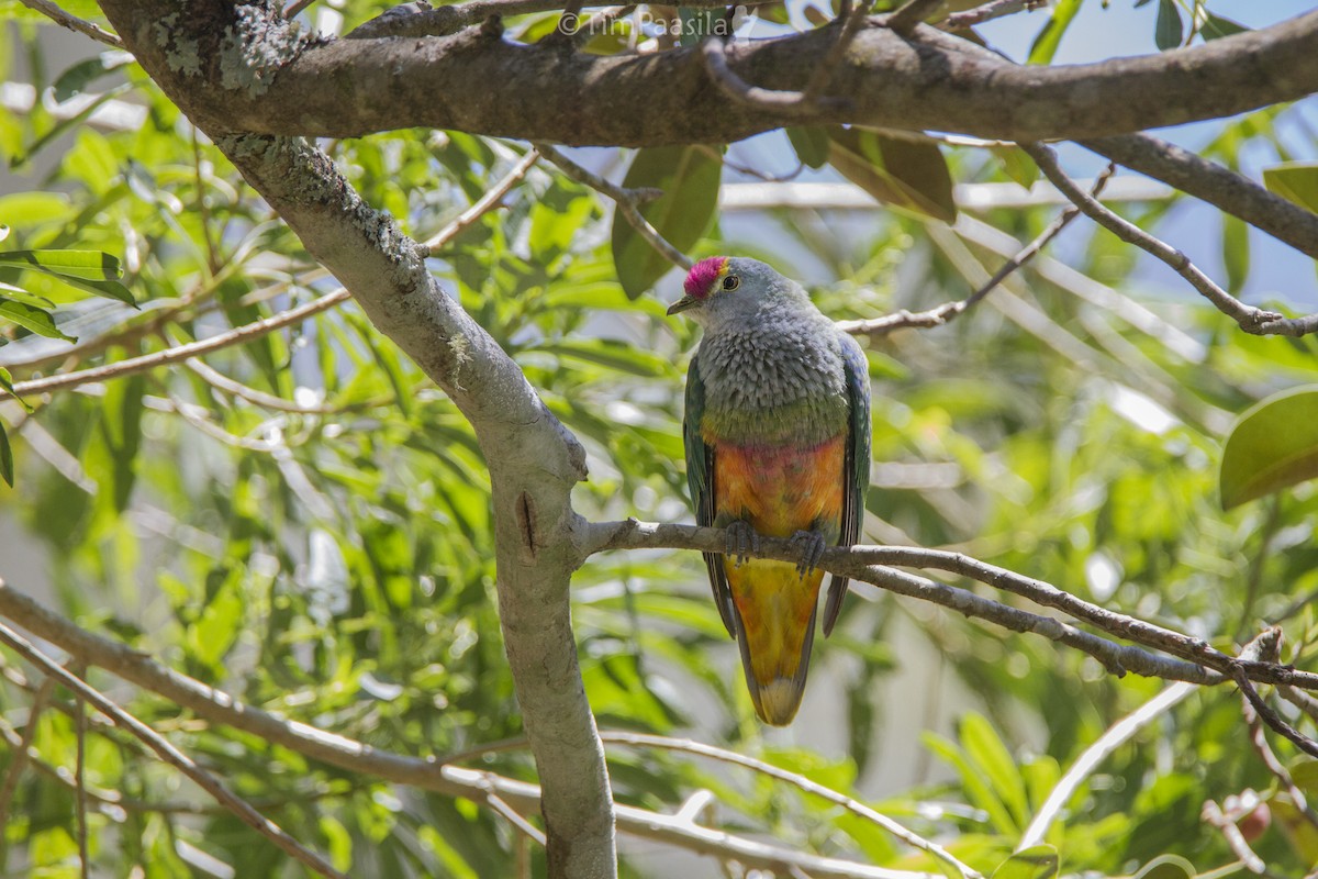 Rose-crowned Fruit-Dove - Timothy Paasila